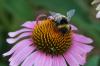 Bombus sp.